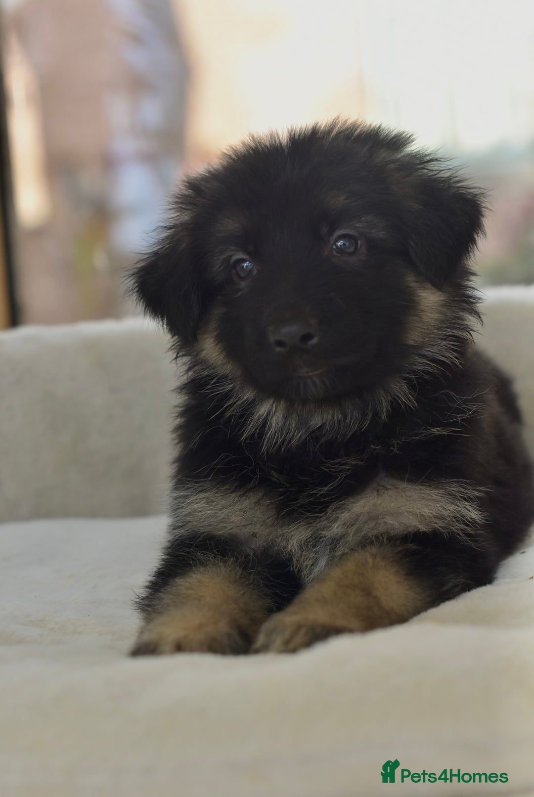 German Shepherd dogs for sale: 5 Generation KC - straight backed GSD puppies  - Image 3