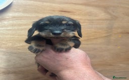 Dachshund dogs for sale: Ready now standard Wirehair dachshund (teckel)  - Image 11