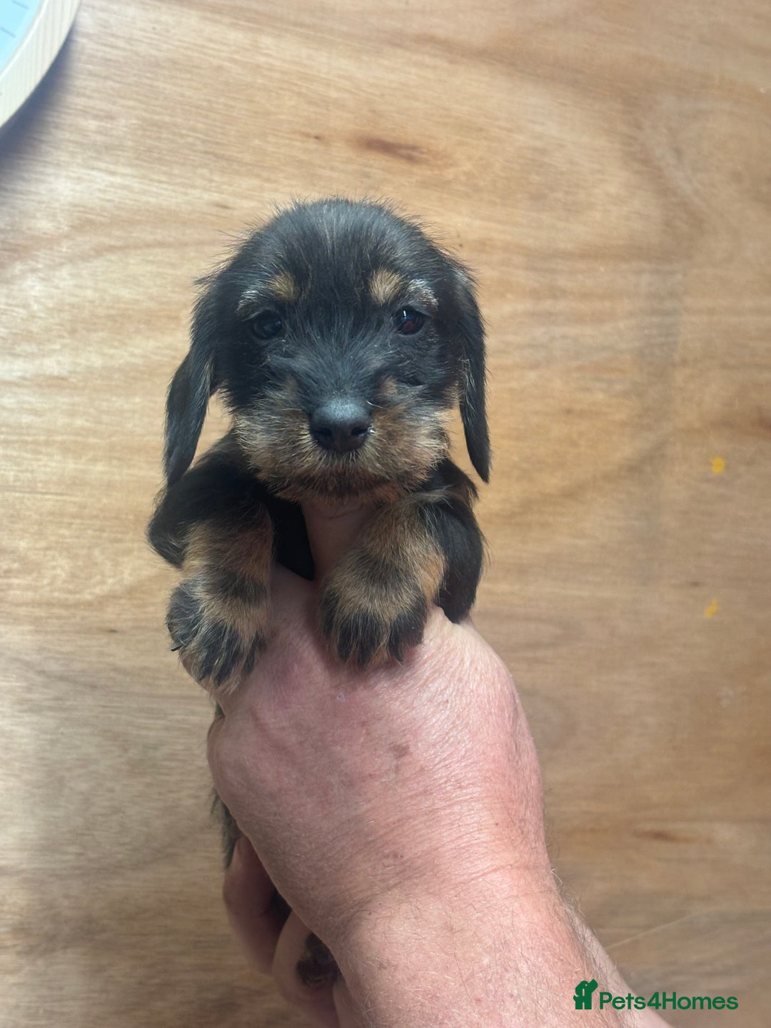 Dachshund dogs for sale: Ready now standard Wirehair dachshund (teckel)  - Image 11