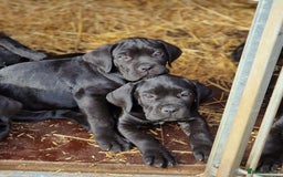 Cane Corso dogs for sale: Exceptional  - Image 7