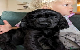 Sprocker dogs for sale: Last Sprocker puppy remaining - Image 1