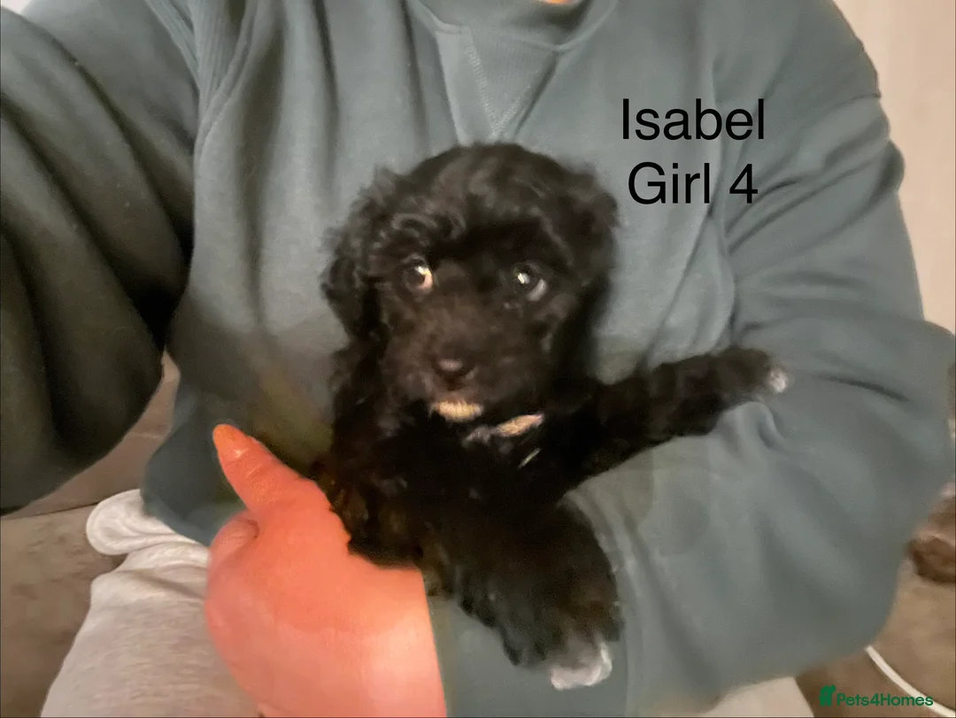 Mixed Breed dogs for sale: AMAZING JR X ZUSCHON PUPS - Advert 7