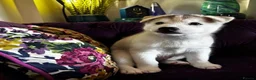 Siberian Husky dogs for sale: Charismatic Companions Ready to Make You Smile in Leeds - Advert 8