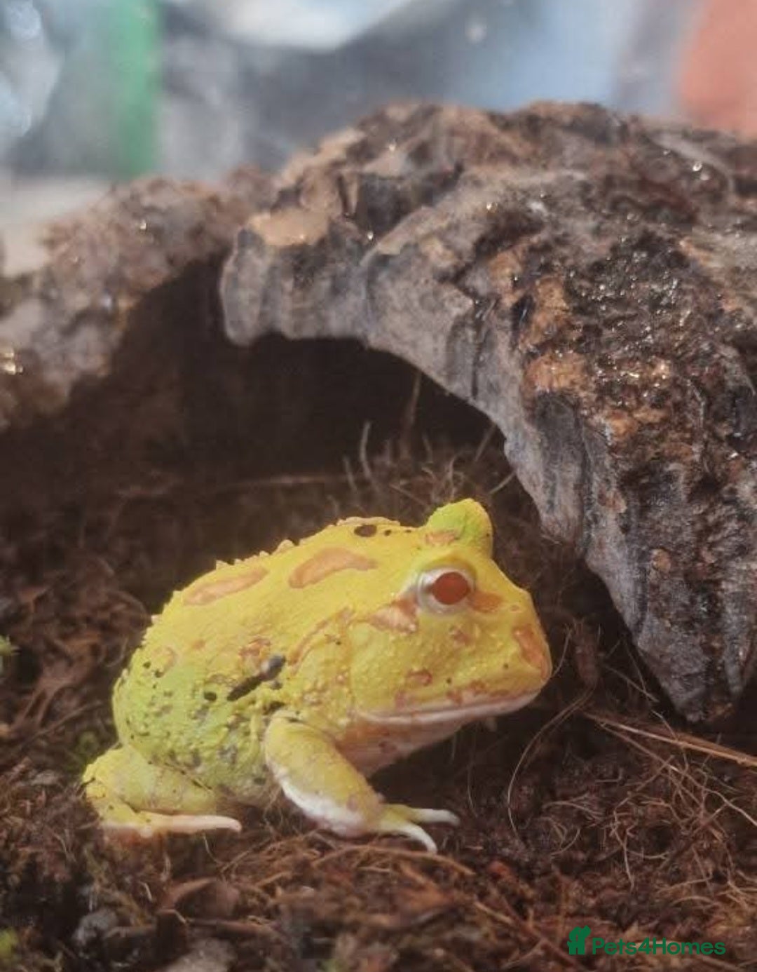 Frog reptiles for sale: 4 pacman frogs - Advert 1