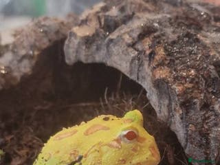 Frog reptiles 4 pacman frogs - Advert 1