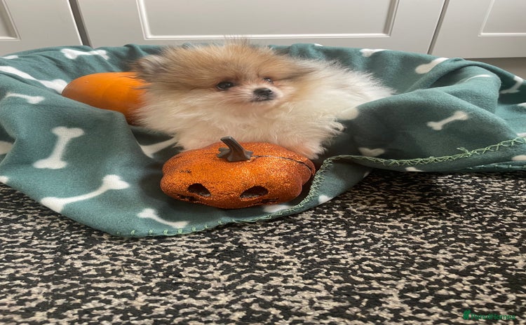 Pomeranian dogs - Advert 11