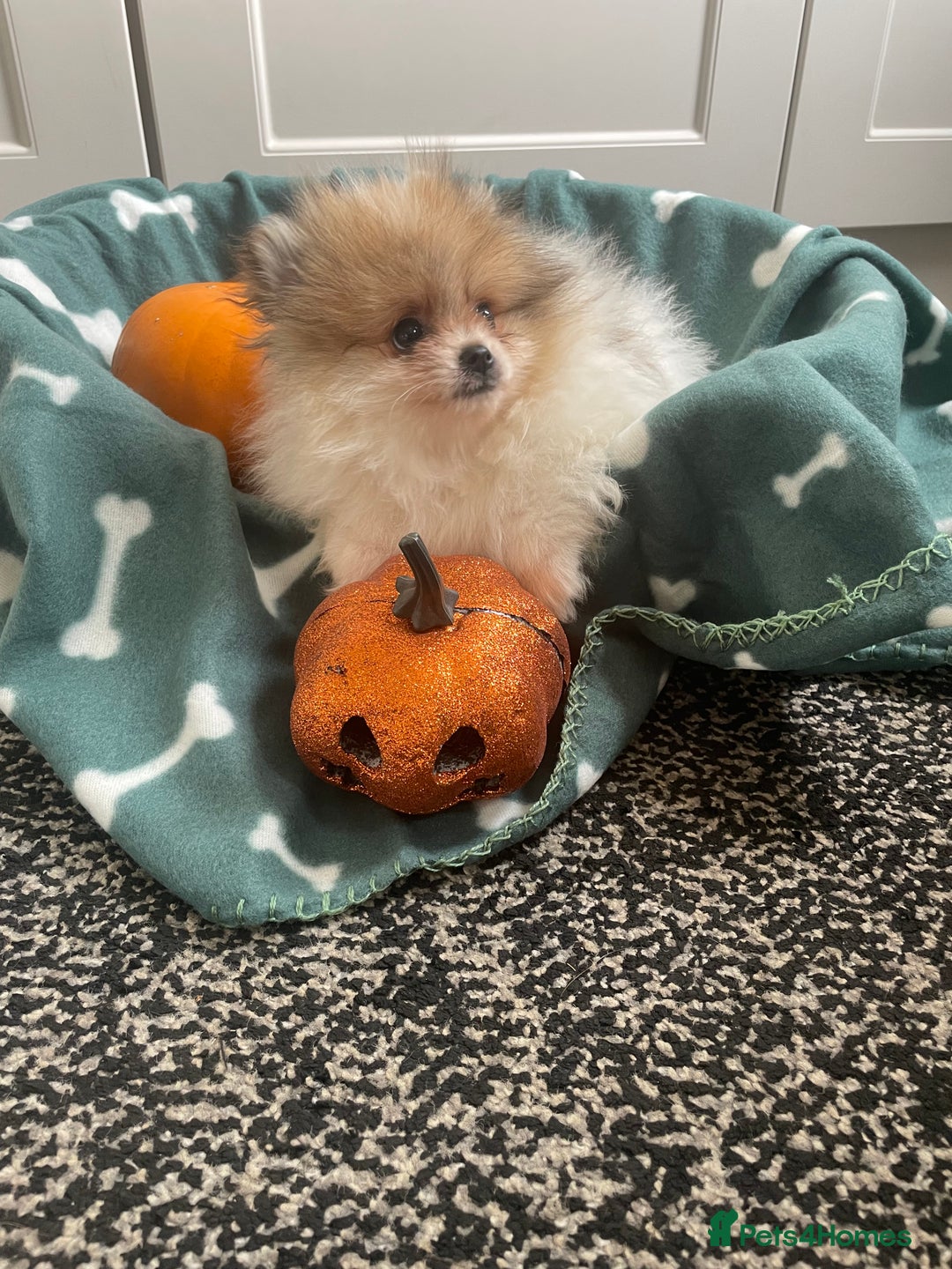 Pomeranian dogs for sale: Fluffy Pomeranian puppies - Image 2