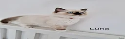 Ragdoll cats for sale: Purebread Ragdoll Kittens - TICA YORKSHIRE - Advert 8