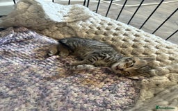 British Shorthair cats for sale: 5 British short hair kittens  - Image 8