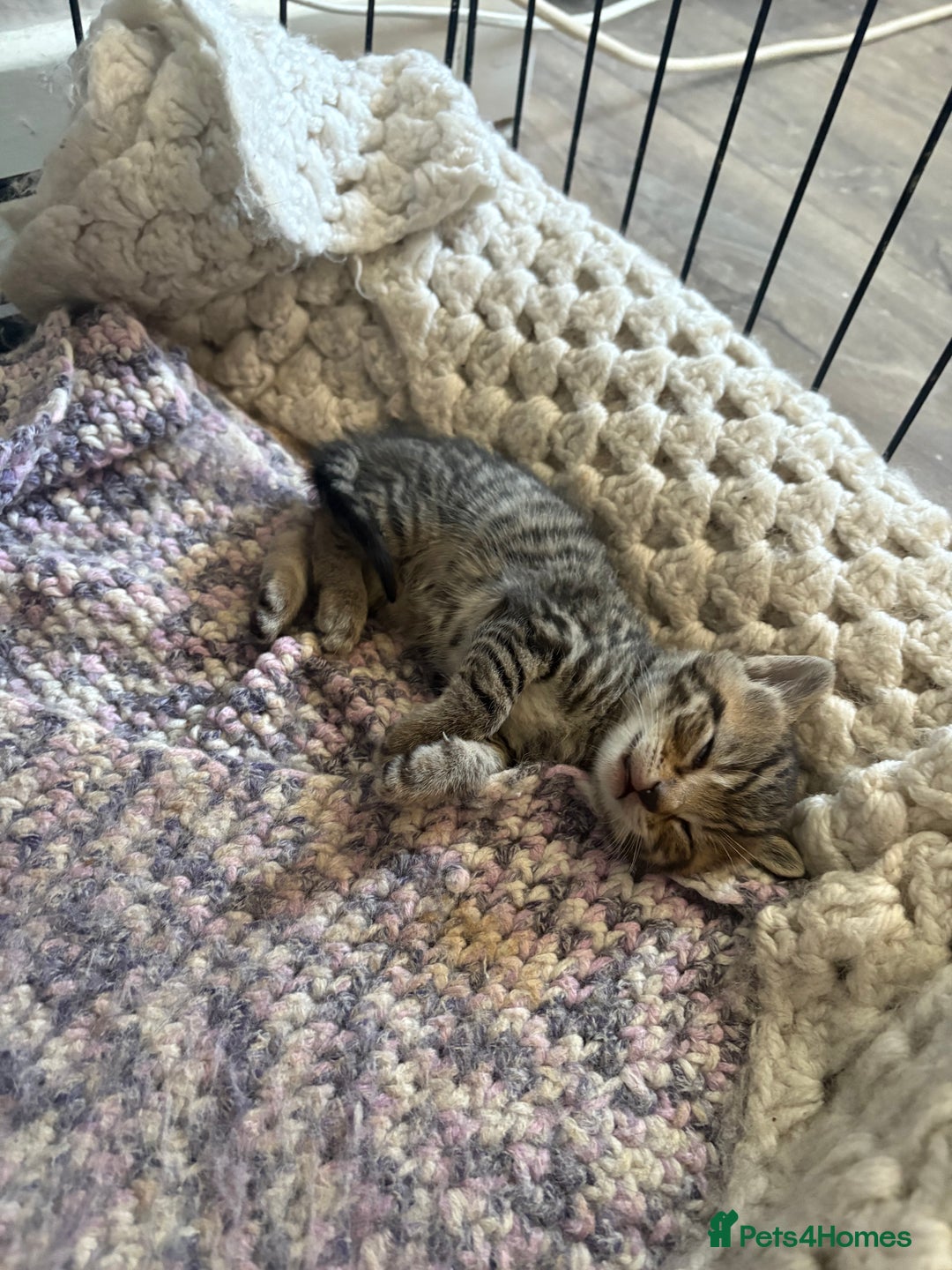 British Shorthair cats for sale: 5 British short hair kittens  - Image 8