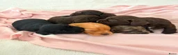 Cocker Spaniel dogs for sale: Beautiful cocker spaniel puppies 🐶 - Advert 1