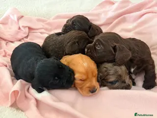 Cocker Spaniel dogs Beautiful cocker spaniel puppies 🐶 - Advert 4