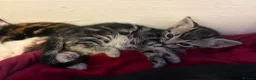 Mixed Breed cats for sale: Kittens for sale  in Bradford - Advert 8