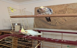 Cockatiels birds for sale: 4 lovely tame cocktails  - Image 7