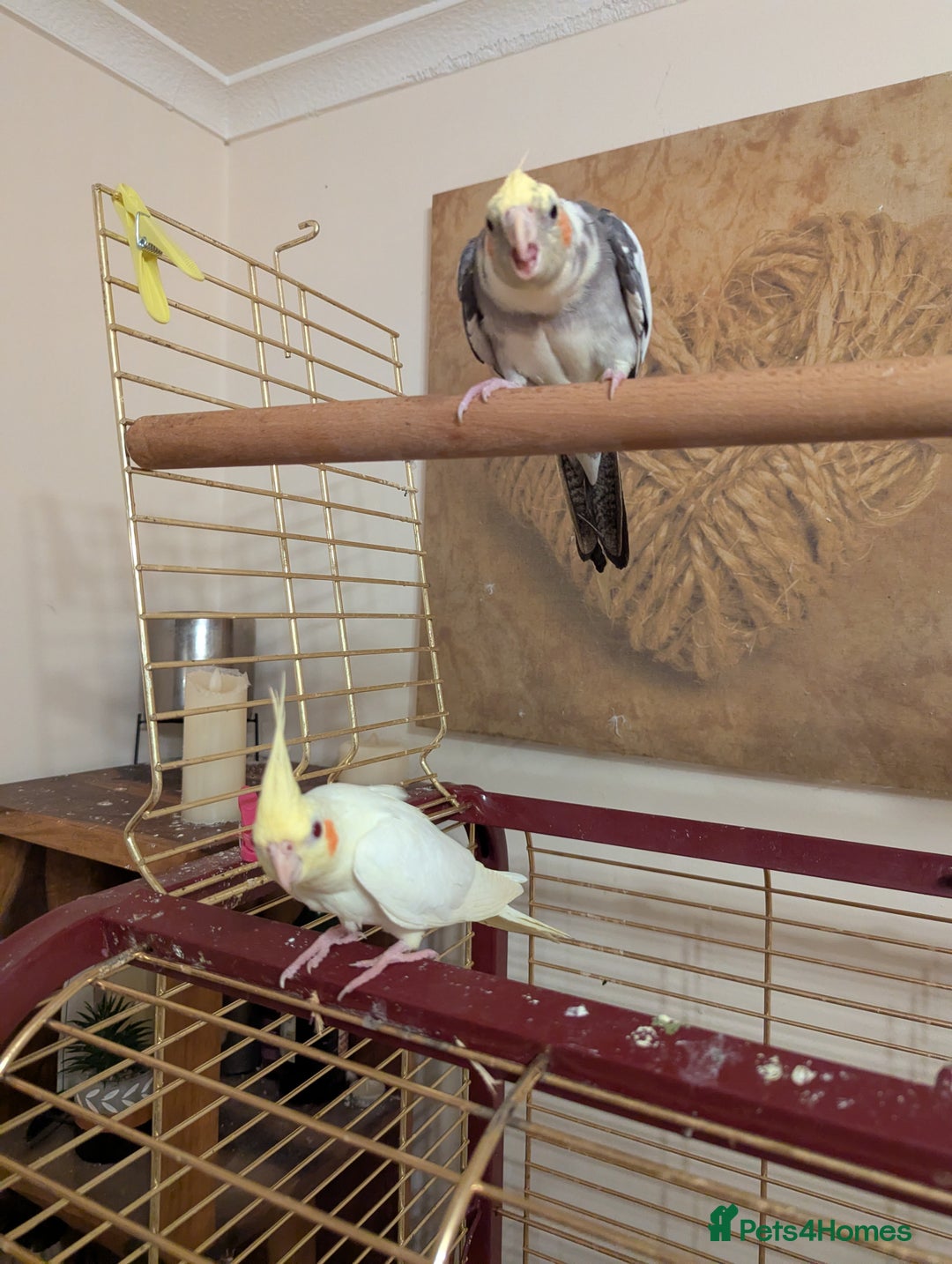 Cockatiels birds for sale: 4 lovely tame cocktails  - Image 7