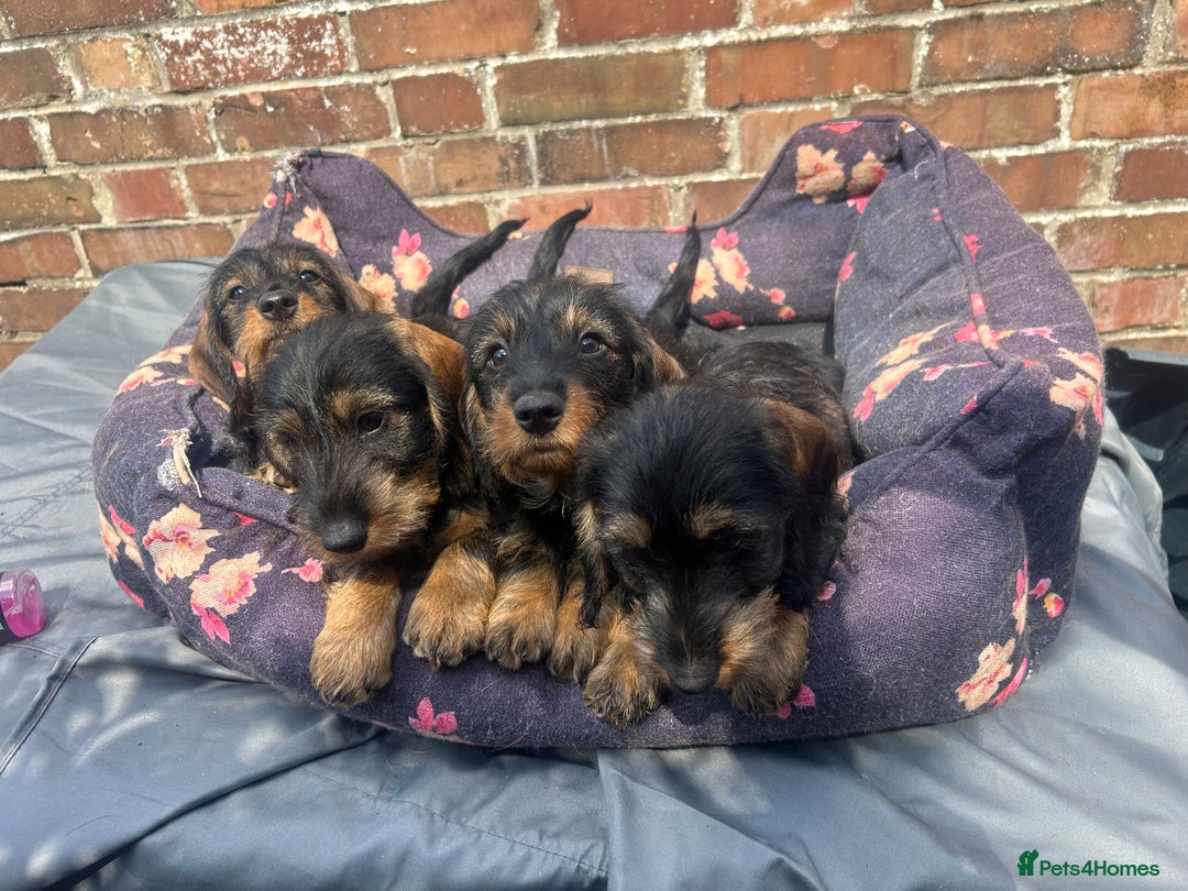 Dachshund dogs for sale: 2 left! standard dachshund puppies ready now! - Image 3