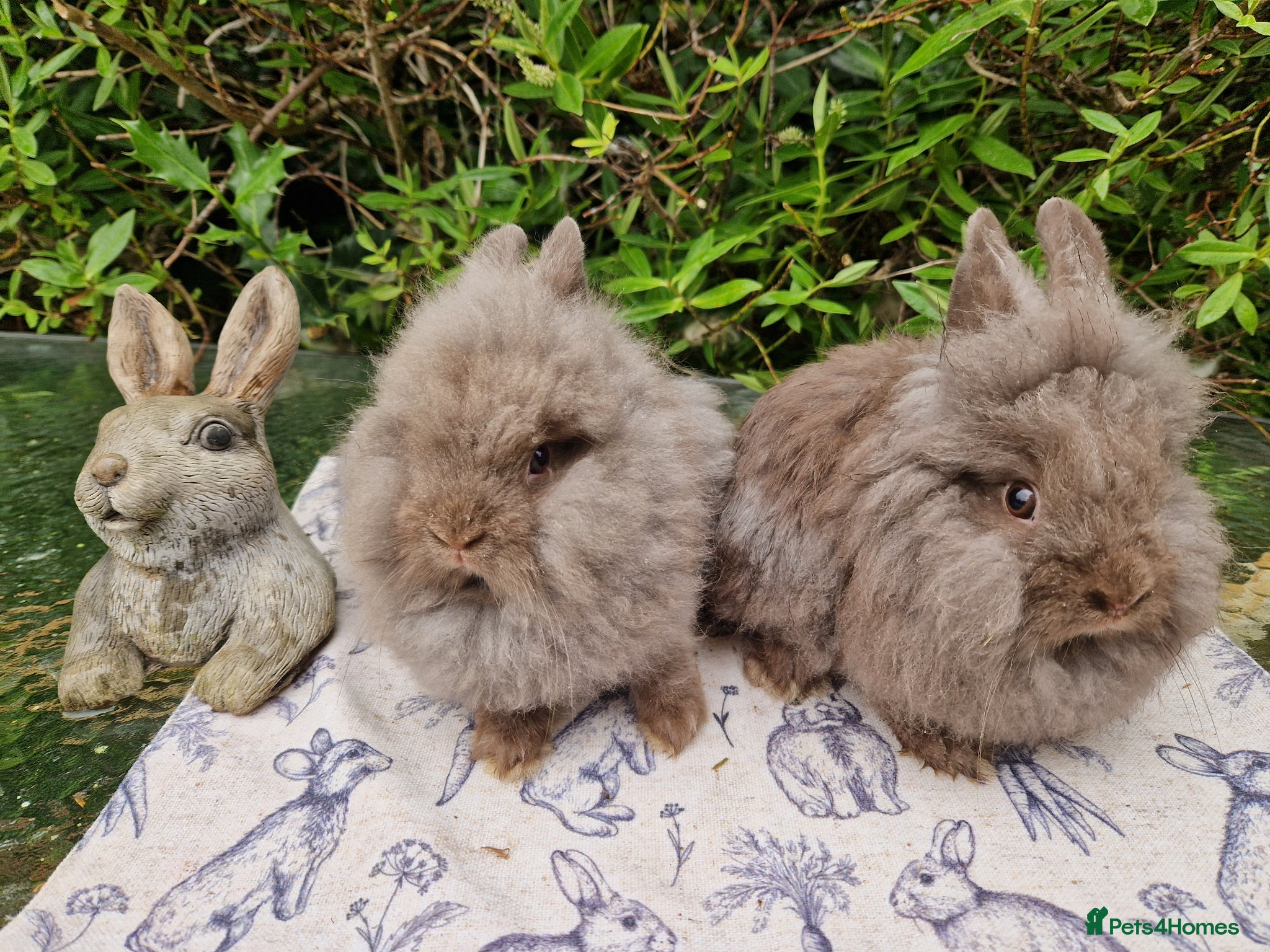 Lionhead rabbits Purebred Lionhead Baby Rabbits - Advert 2