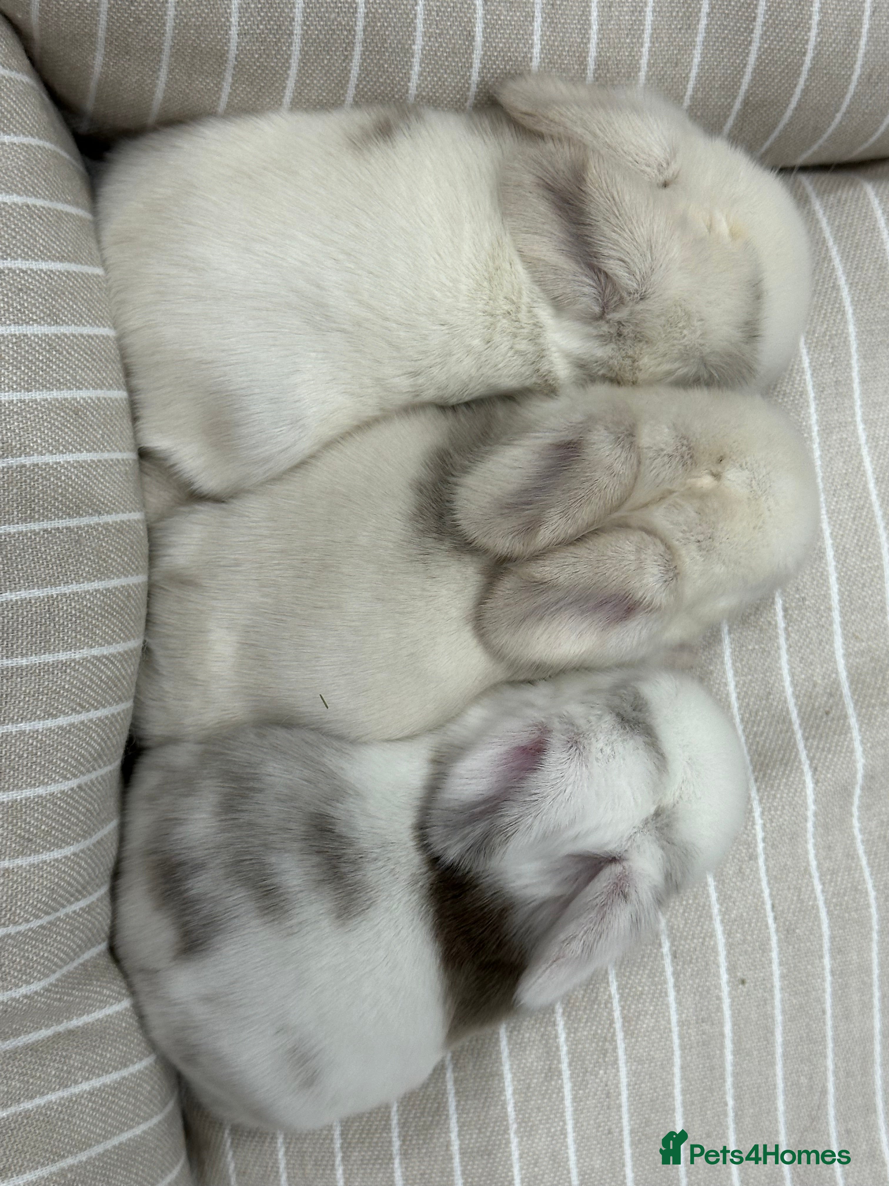 Mini Lop rabbits Stunning mini lop bunnies ready to reserve  - Advert 16