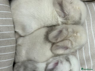 Mini Lop rabbits Stunning mini lop bunnies ready to reserve - Advert 16