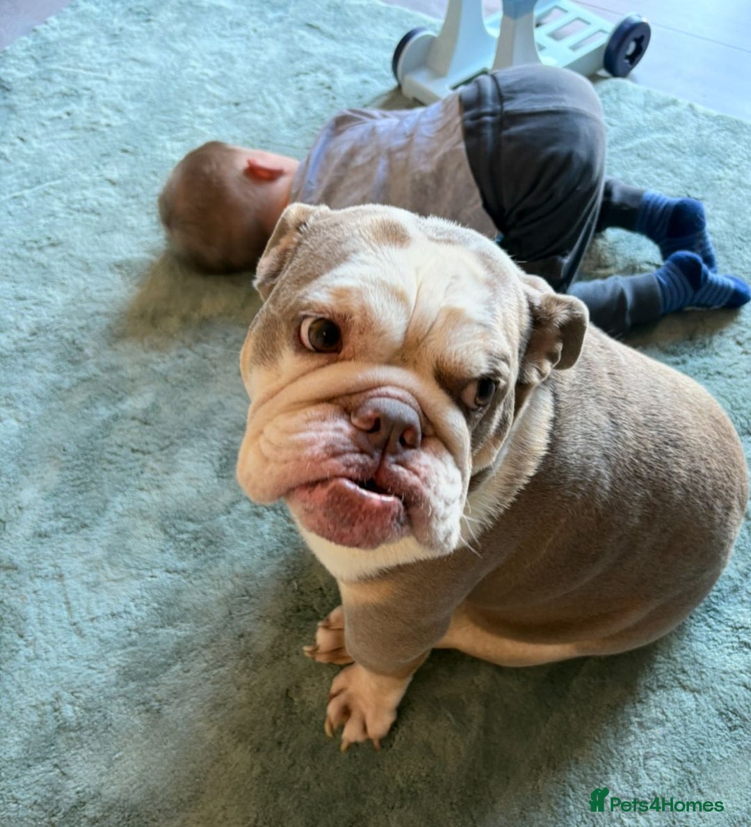 English Bulldog dogs for sale: British  bulldog for rehoming  - Advert 3