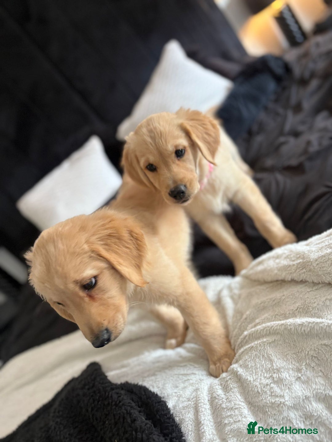 Golden Retriever dogs for sale: Goldren retriever puppies  - Image 1