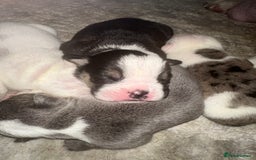 English Bulldog dogs for sale: 🌟 health tested parents 🌟 - Image 13