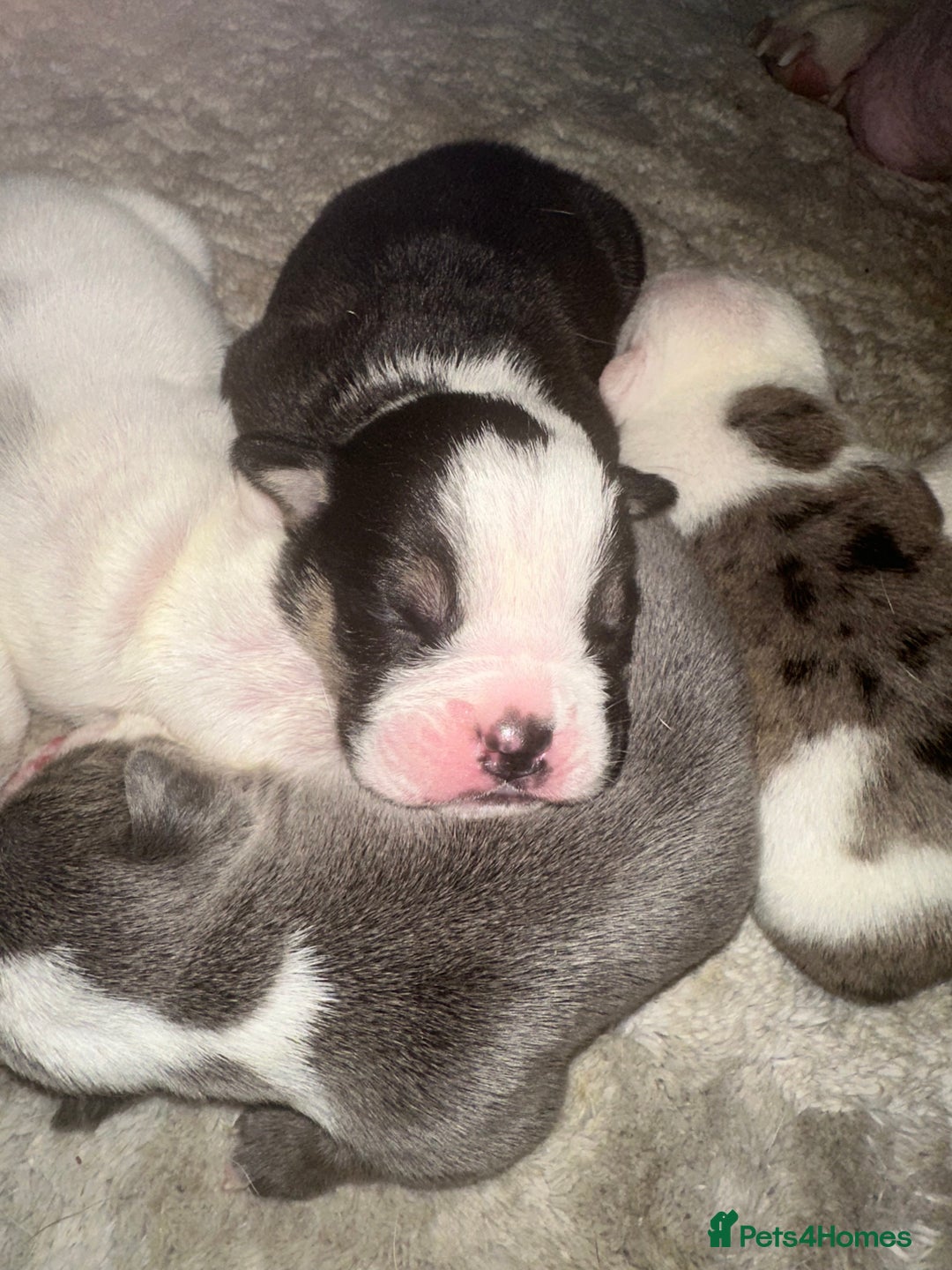 English Bulldog dogs for sale: 🌟 health tested parents 🌟 - Image 13