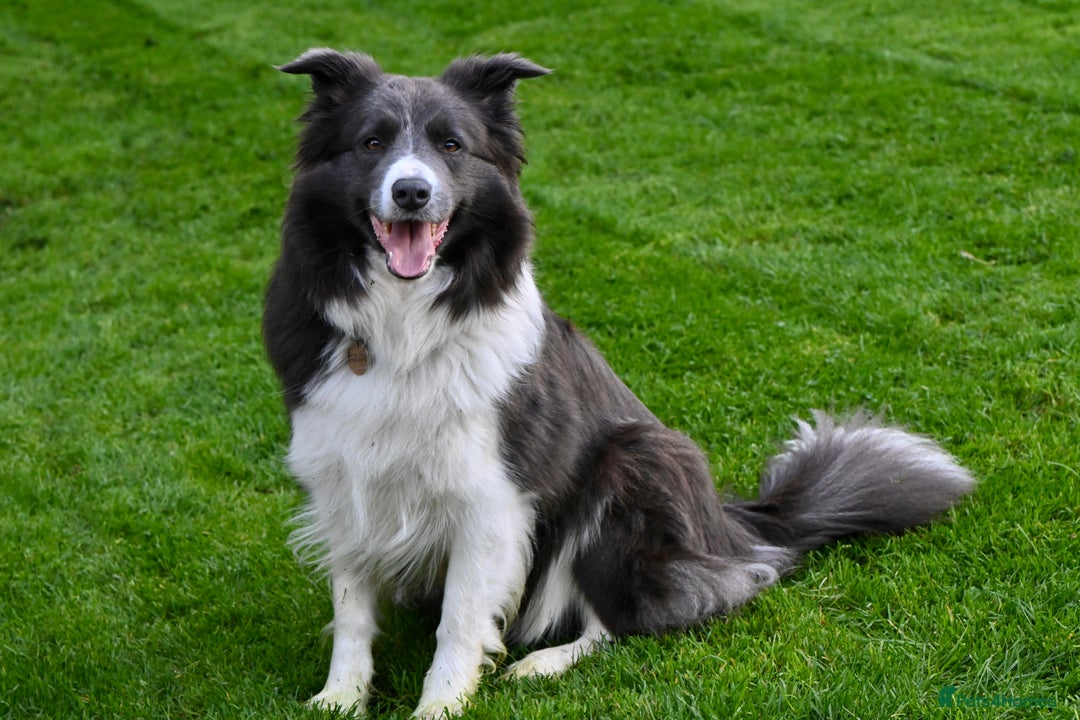 Border Collie dogs for sale:  Long Haired KC Reg Border Collie puppies for sale - Image 4