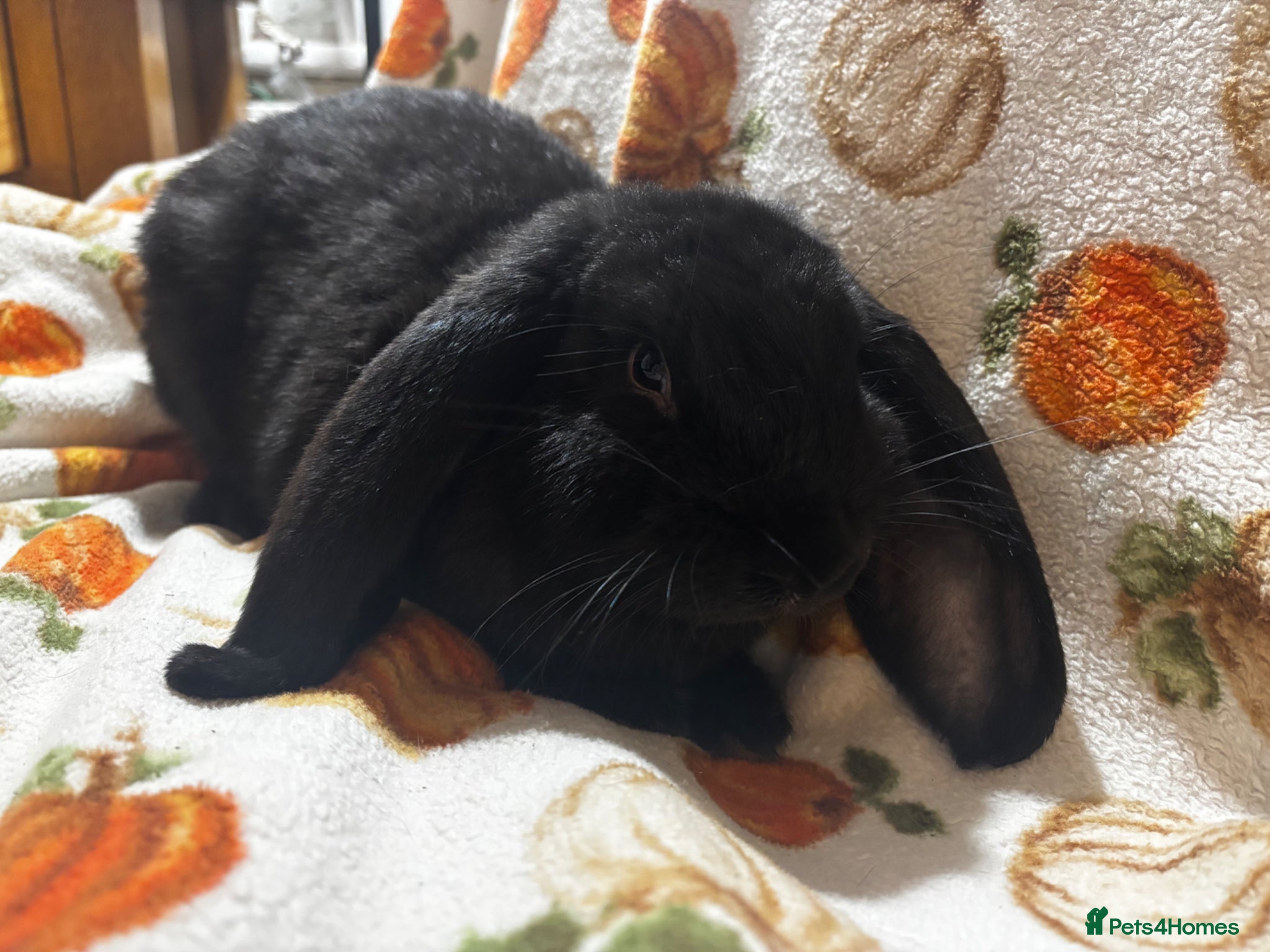 French Lop rabbits for sale: Super friendly pure French lop  - Advert 1