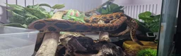 Boa Snake reptiles for sale: Adult Brazilian Rainbow Boa - Advert 3