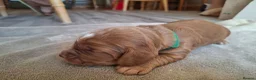 Cocker Spaniel dogs for sale: 4 Red Working Cocker Spaniel Boys - Advert 8