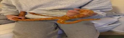 Corn Snake reptiles for sale: Friendly corn snake in Rye - Advert 2