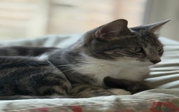 American Shorthair cats for sale: Beautiful tabby cat for sale - Advert 4