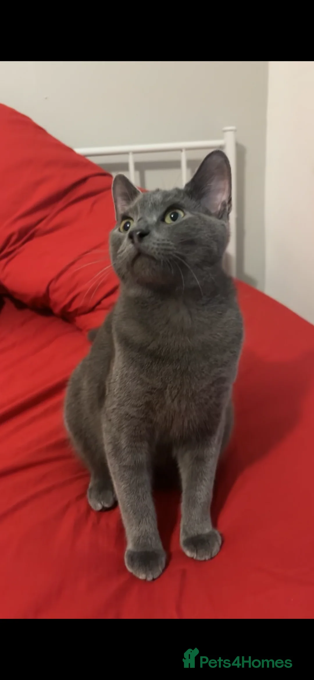 Mixed Breed cats for sale: Adorable British Shorthair Mix Boy Kitten for Sale - Advert 2