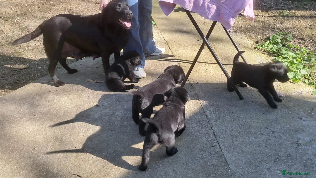 Labrador Retriever dogs for sale: Solid, chunky type Labrador puppies. KC, DNA  - Advert 1