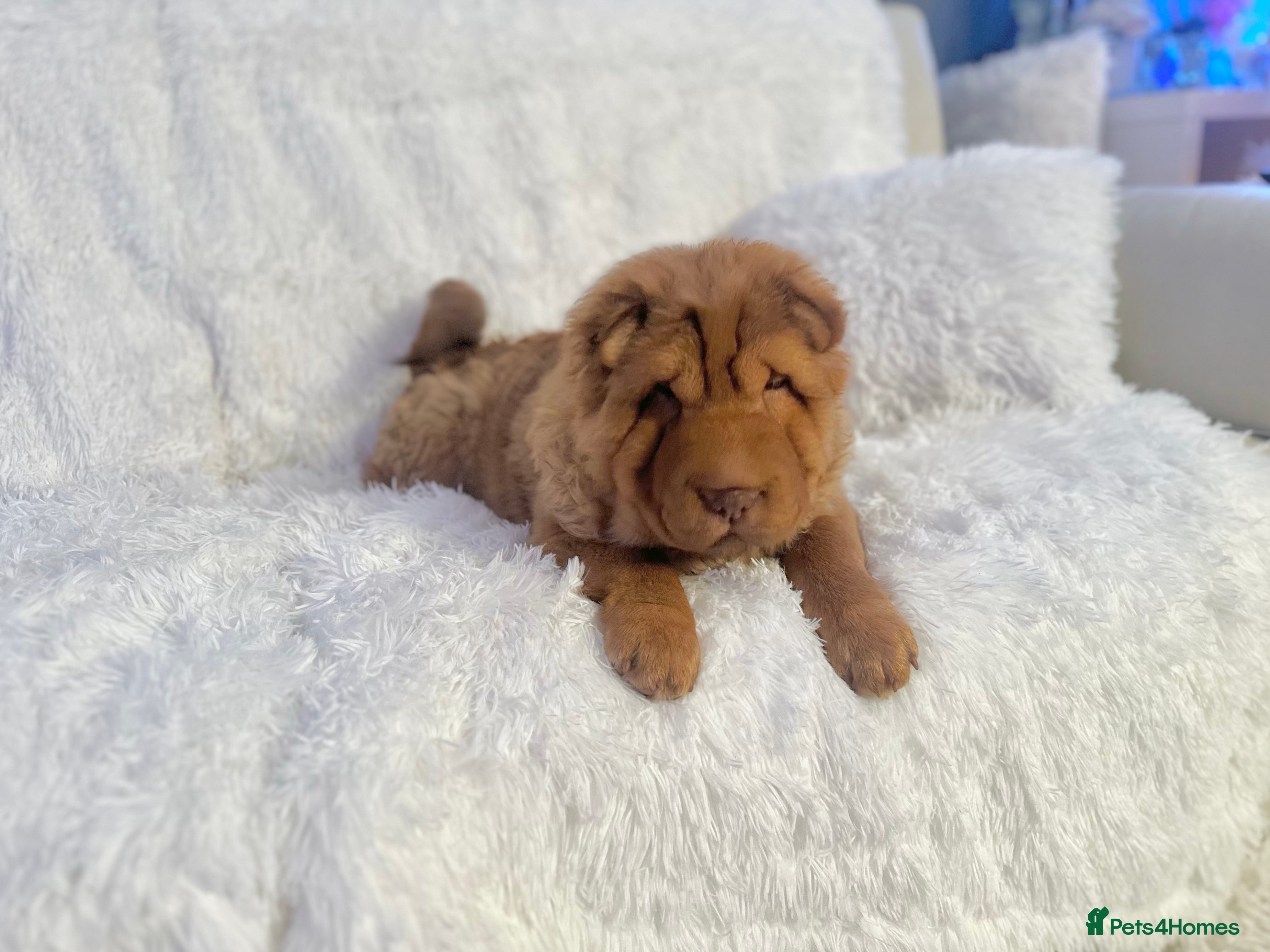 Shar Pei dogs ⭐️ Show Quality BEAR COAT Shar Pei GIRL ⭐️ - Advert 9