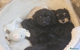 Cockapoo dogs for sale: Beautiful cockapoo babies!  - Image 7