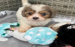 Cavapoo dogs for sale: Extensively Health tested F1 Toy Cavapoo puppies - Image 6