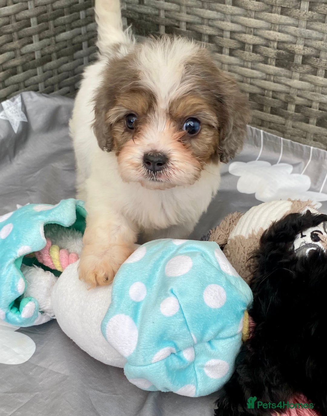 Cavapoo dogs for sale: Extensively Health tested F1 Toy Cavapoo puppies - Image 6