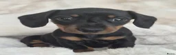 Miniature Dachshund dogs for sale: Last Girl & Boy - Miniature Dachshund Puppies - Advert 26