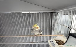 Cockatiels birds for sale: Cocktail for sale - Image 7