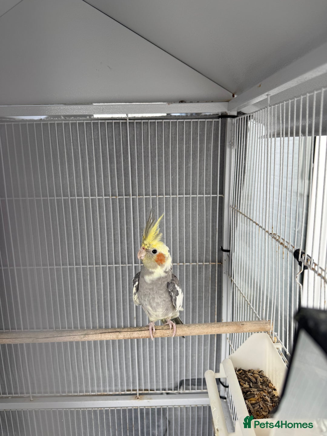 Cockatiels birds for sale: Cocktail for sale - Image 7