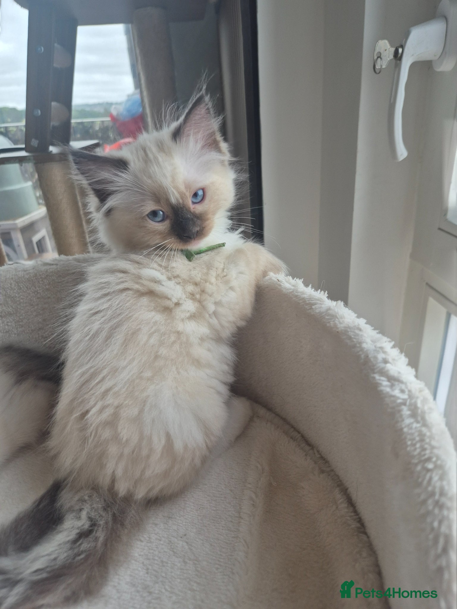 Ragdoll cats Beautiful ragdolls gccf and tica registered - Advert 1