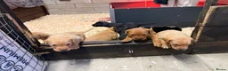 Labrador Retriever dogs for sale: Beautiful KC Lab Pups - Advert 5