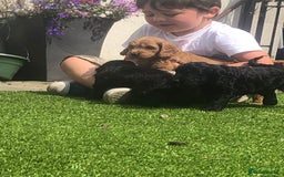 Cockapoo dogs for sale: F1 cockapoo puppies registered breeder - Image 8