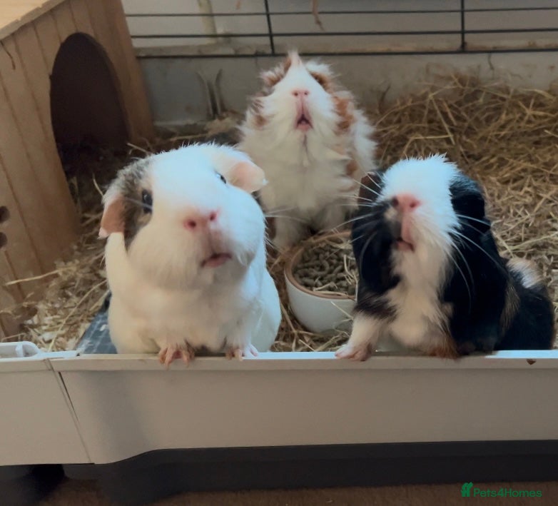 Guinea Pig rodents 4 x Guinea pigs  - Advert 3