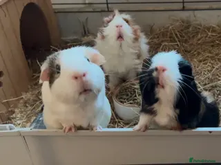 Guinea Pig rodents 4 x Guinea pigs - Advert 22