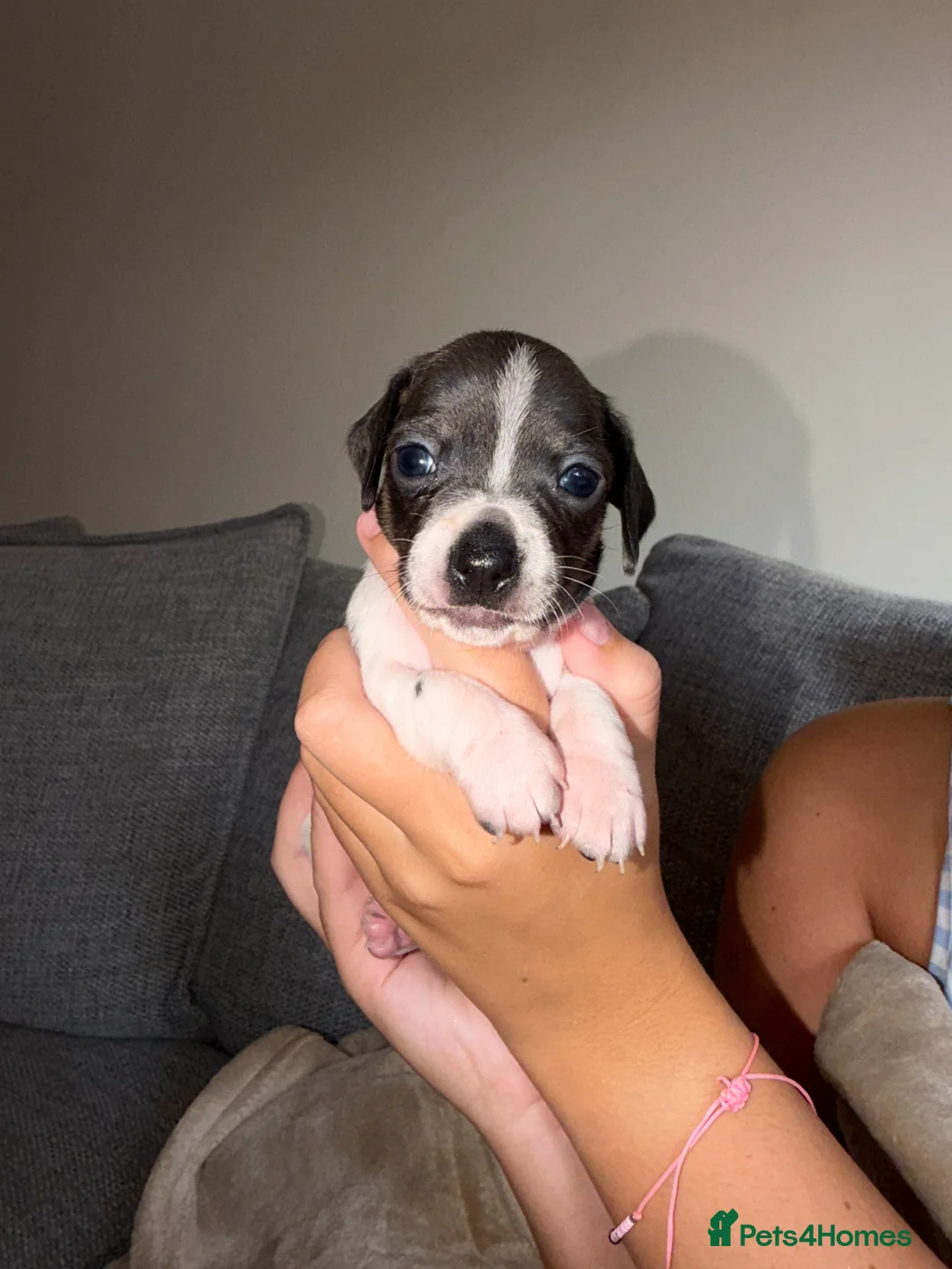 Chiweenie dogs for sale: 4 Beautiful Chiweenies For Sale/ 1 BOY/ 3 GIRLS - Advert 17