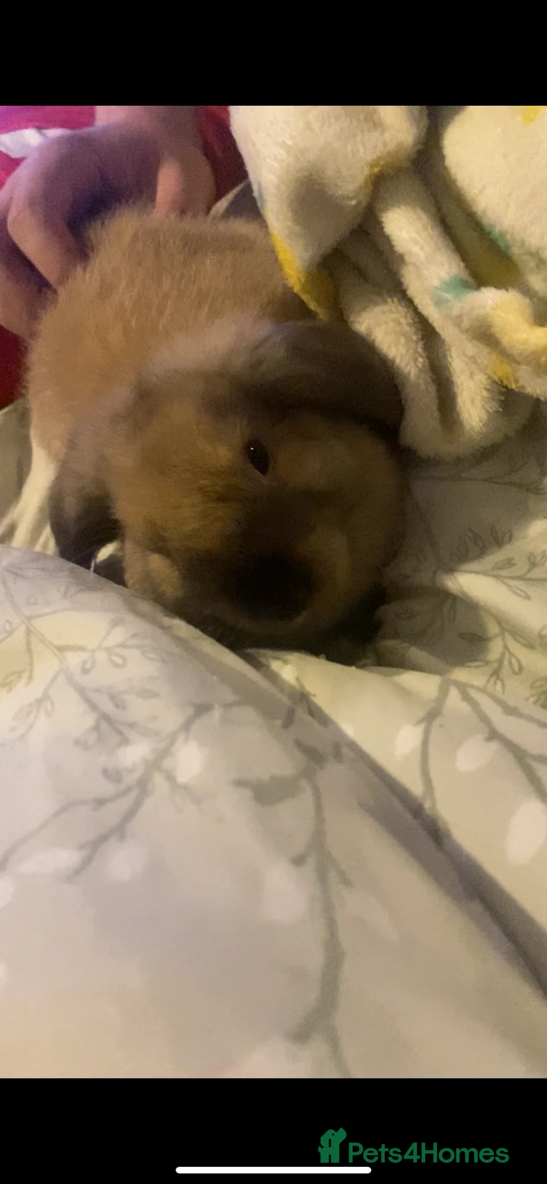 Mixed Breed rabbits for sale: 2 Male Rabbits for sale! - Advert 5