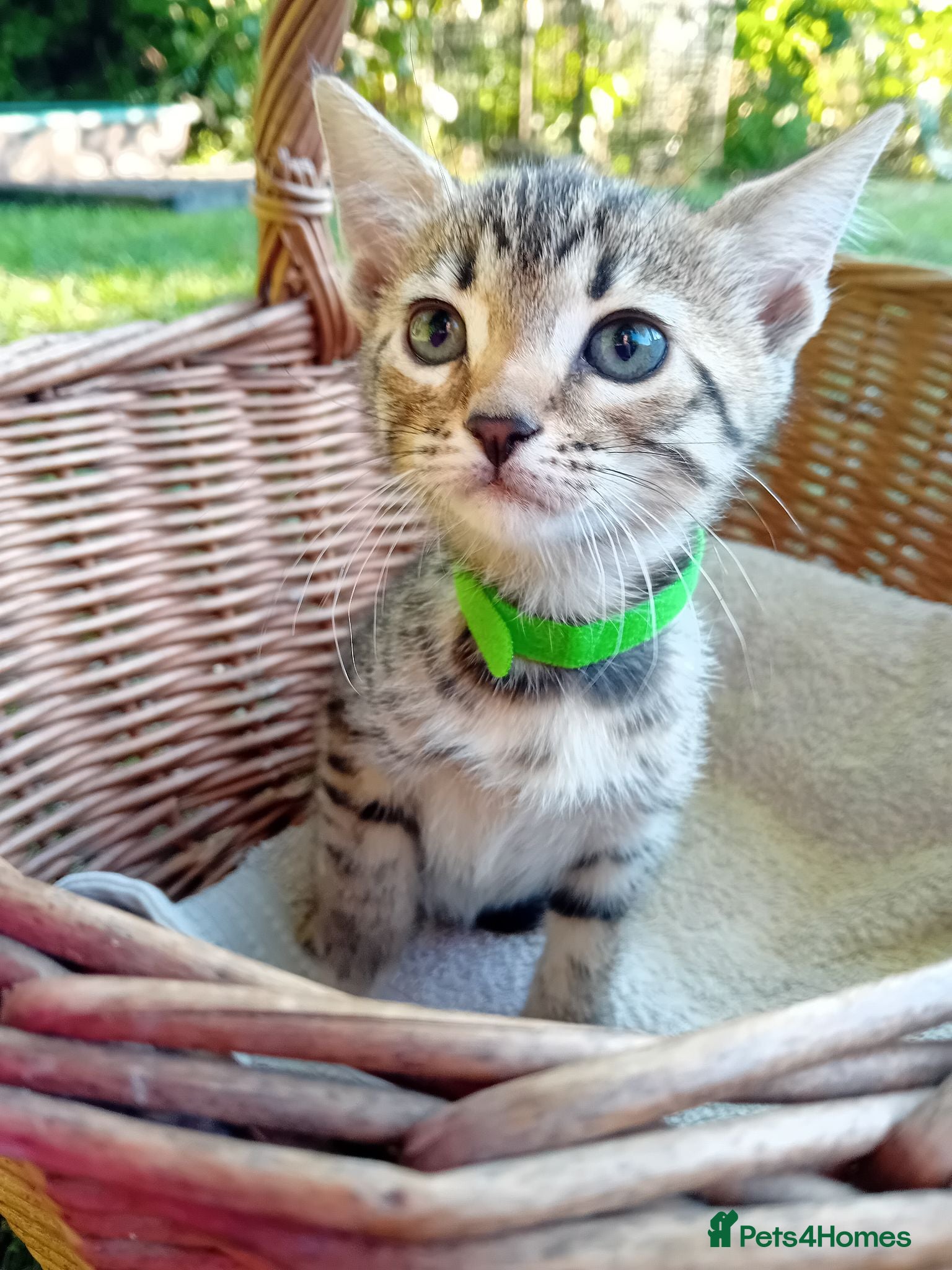 Bengal cats READY NOW - Bengal cross Kittens  - Advert 16